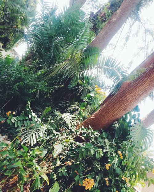 daughterofkasonde:  “The inspiration is everywhere, take it while you still can.” - @rmdrk  #jungle#