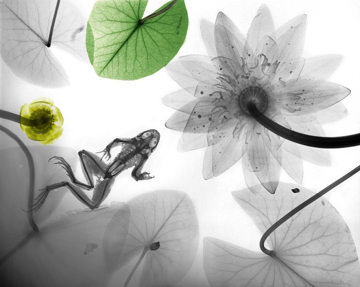 ferroso01:  Radiation Physicist Colorizes X-Ray images by Arie van’t Riet