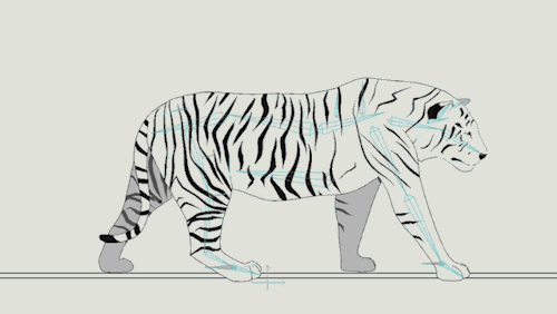 Testing new IK quad builds in Moho, plus my first time animating a big cat&hellip; still dunno w