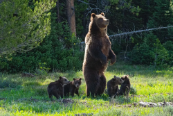 beardedmrbean:This week on #Fat Bear Friday, she may not be the chonkiest but Bear