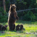 beardedmrbean:This week on #Fat Bear Friday, she may not be the chonkiest but Bear