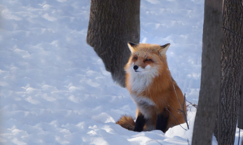 thelittleredfox: by Irene