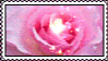 pinkroseglitter