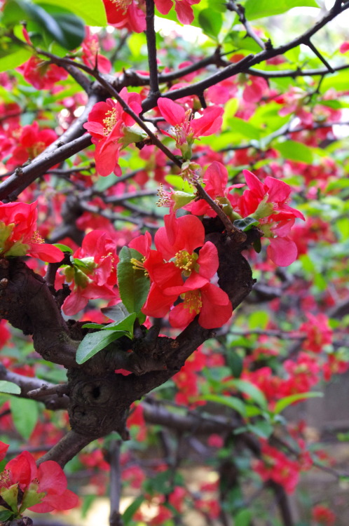 木瓜の花（flowering quince : Kyoto) 花物盆栽としても人気のある木瓜。 けれどもやはり、地植えして年月を経たものは花数も多く見事。 木瓜かわいい。