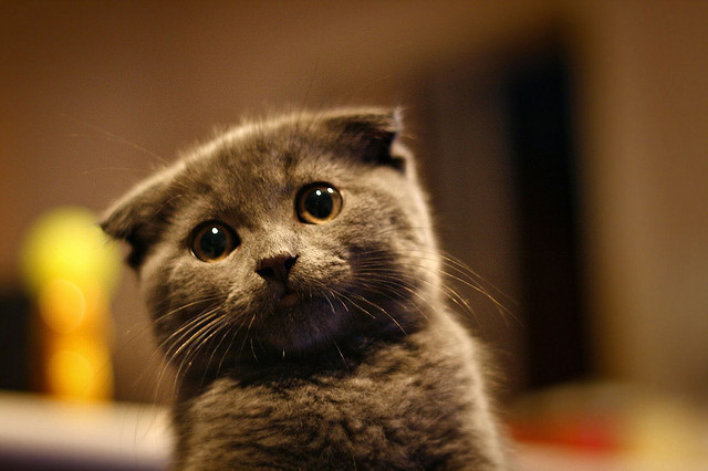 kamillla:  Bow Down Puny Humans… by wellingtondany on Flickr.