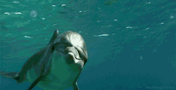 my-teen-quote:  beautiful blog full of baby animals!