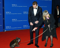 venificas:  mcavoys:    Tom Hiddleston and Carrie Fisher with her dog Gary attend the 102nd White House Correspondents’ Association Dinner on April 30, 2016 in Washington, DC.     HES SO CUTE OMG   The dog is precious