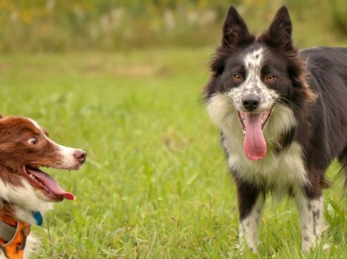 Sunday Funday&hellip;Maverick is excited!! #flt #hikingwithdogs #dogstagram #dogsthathike #campi