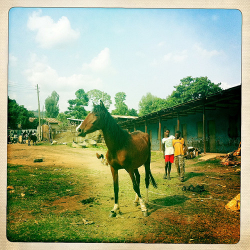 Jinka horse market (Hipstamatic) Ethiopia by Eric Lafforgue on Flickr.