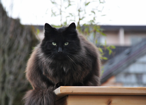 Edgar the neighbour’s cat (by ngawangchodron)