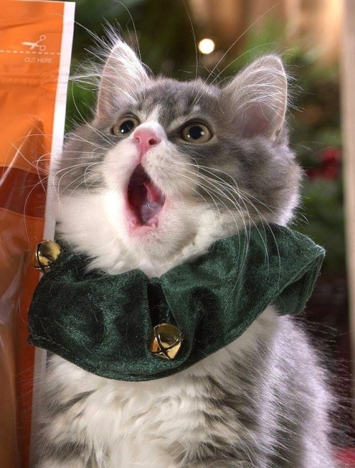 coolcatgroup:Here’s some of my personal favorite Christmas cat pictures!! Hope everyone has a good day!!