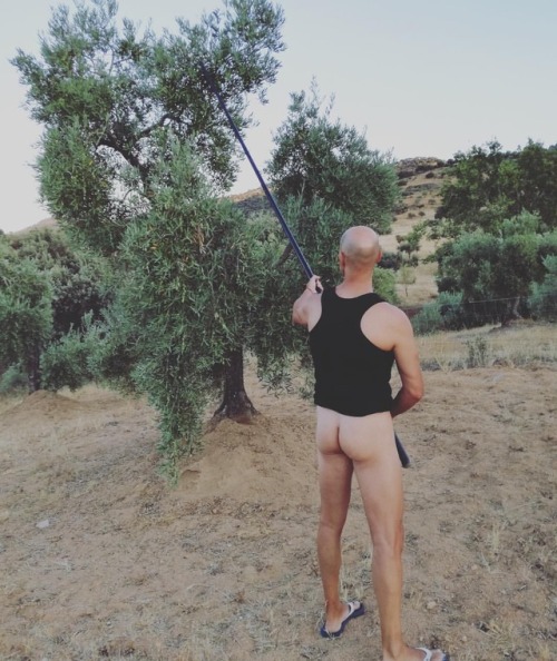 OLIVE | TREE | BUTT This isn’t this #butt’s first rodeo picking #olives! Great bit of #anonymous #ch