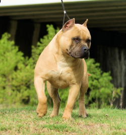 thembulldawgs:  3B Butlers CH Elias XL American Bully