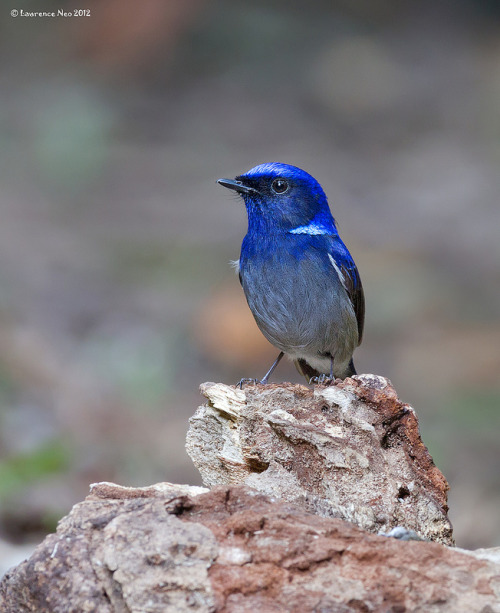 fairy-wren:  Small Nitalva. photos by Lawrence Neo 