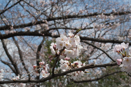 今年の桜５ - 2018年