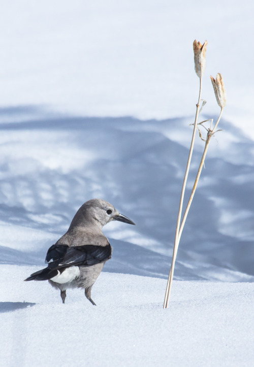 Prone To Attacks Of Crippling Melancholy, Clarks Nutcracker Lives On The Lonesome Edge Of The Corvid