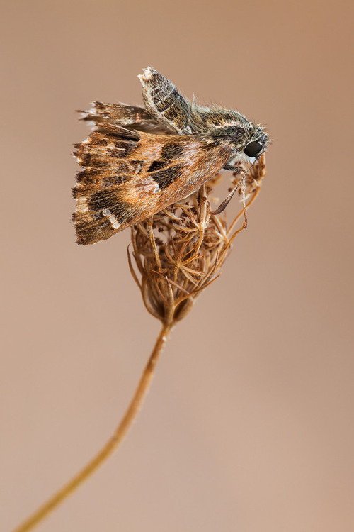 Mallow skipper (male)Mallow skipper or Carcharodus alceae is a small-size butterfly of the Hesperiid