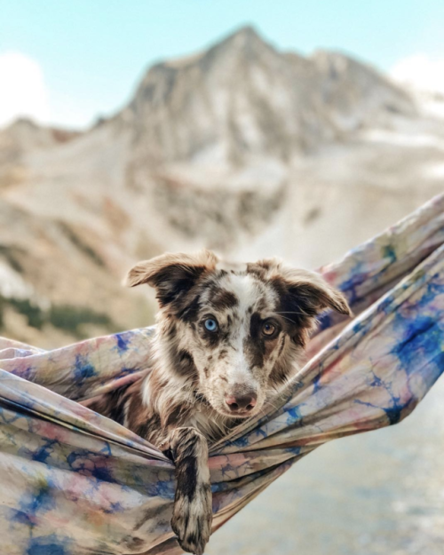 aww-so-pretty:This dog loves the adventure