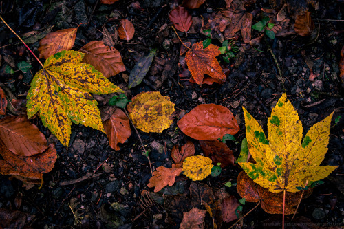 The Beauty in Decay