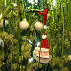 go-weed:  hung a little Santa ornament on