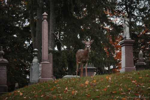 jeza-red:gwendabond:firefly-in-repair:Just some of the many deer I saw in the cemetery this morning 