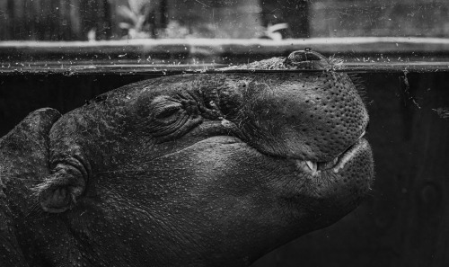 Pygmy hippo, photographed at the Pittsburgh zoo