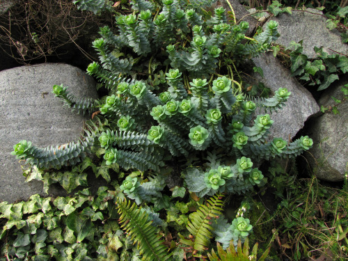 flowerfood:Seen on a warm Sunday in February in Seattle Gorgeous photos!