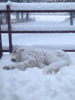 Awwww-Cute:  He Loves Snow. Won’t Even Come Inside