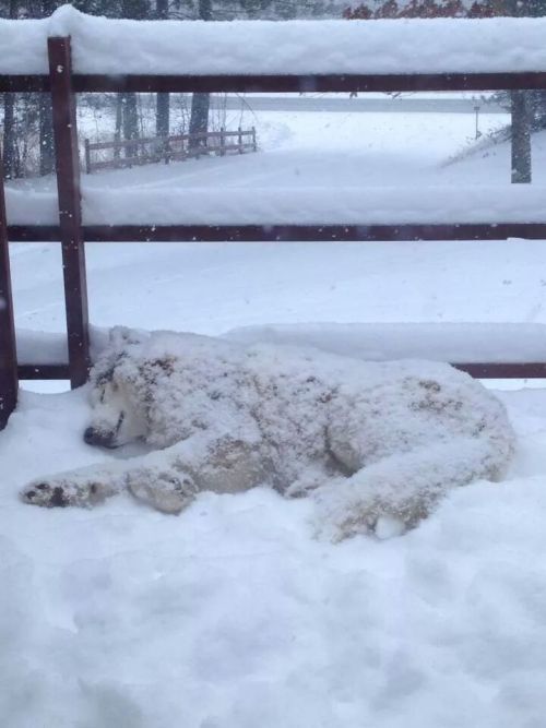 awwww-cute:  He LOVES snow. Won’t even come inside