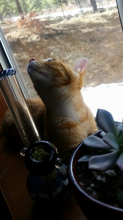 my-flesh:Daze off Hey there! I just wanted to let you know that cannabis is very toxic to cats and d