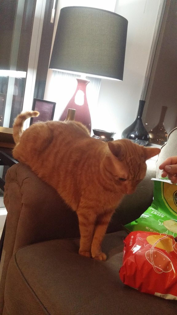 cat-overload:  Why does my sister’s cat choose to sit like this?cat-overload.tumblr.com
