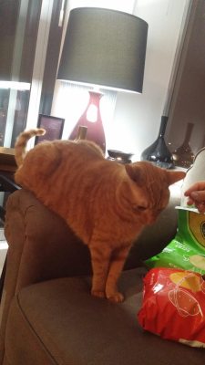 cat-overload:  Why does my sister’s cat choose to sit like this?cat-overload.tumblr.com source: http://i.imgur.com/9mgGv30h.jpg