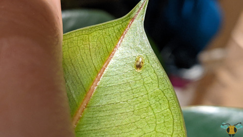 Soft Brown Scale Insect - Coccus hesperidumBuilding off of last week, it seems there’s a theme of sm