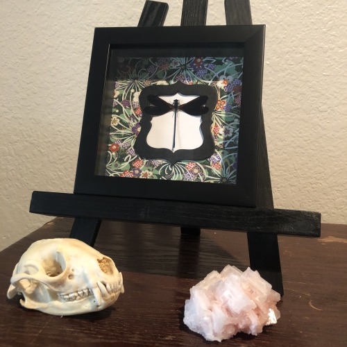 Here are several framed taxidermy art pieces that I have made within the past year. Some of these pi