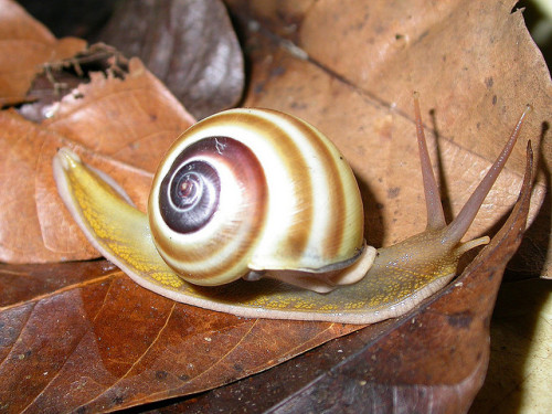 libutron:Naninia banggaiensisThis beautiful land snail belongs to the species Naninia banggaiensis (