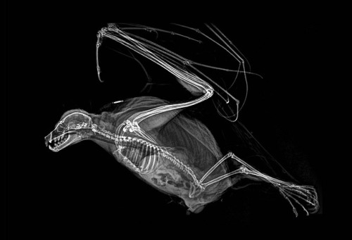 itscolossal:Spooky X-Rays Reveal the Bone Structures of Oregon Zoo Residents