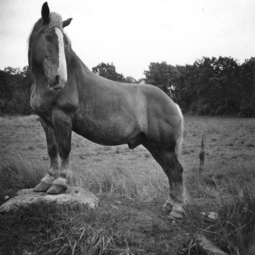 Ajax the work horse, 1953, Sweden.