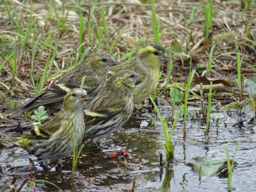 Eurasian Siskin (Spinus spinus) © Tom Liao