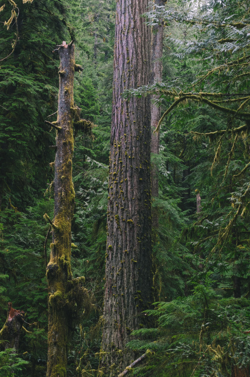 Old Growth Prints