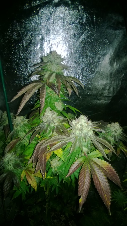blueberrydanishes:  No edit, no change, no hardners, no chemicals. Organic 