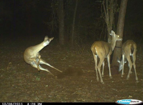 ltlexay: howtoskinatiger: Can we all take a moment to appreciate the beauty of trail cam deer