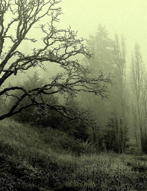 darkface:Forbidden… by *wolfcreek50