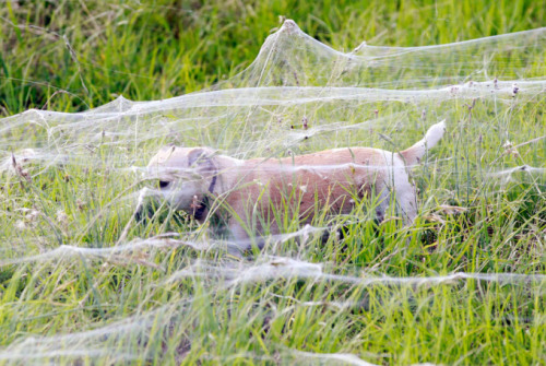 This town in Australia is covered with spiderwebs…