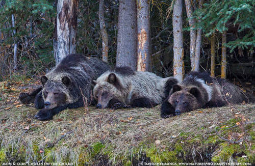 “Chillin’ on the Chilko River” by David Hemmings