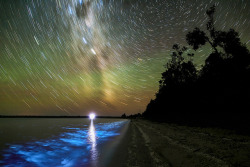 spacettf:  Bioluminescence_7567.jpg by phil_hart55