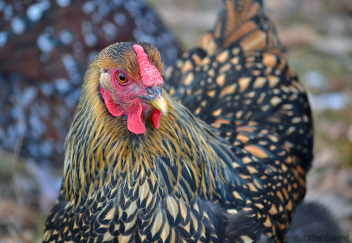 idess: Took some photos of our flock yesterday :3 It was pretty cold so I got a lot of cute fluffed