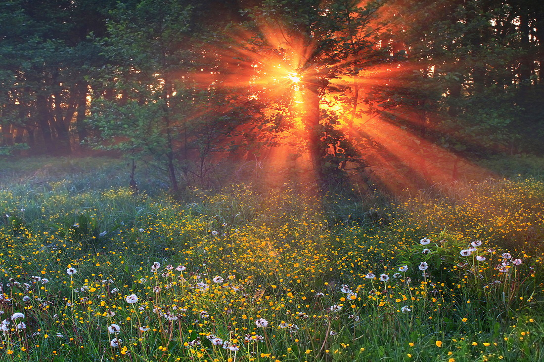 tulipnight: Misty dawn in the forest by Anton Petrus