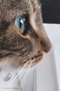mustafakilinc-fotograf-ca:Zeytin…   😻🐾🐾  