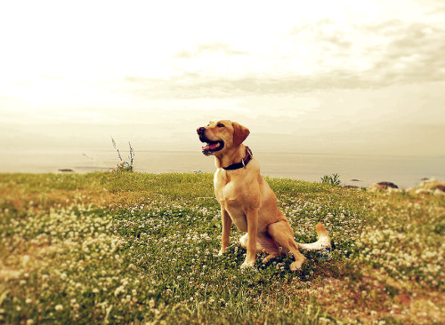 sadietheservicedog: morning walk