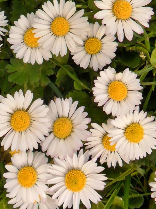 vwcampervan-aldridge:  Daises, Wednesbury, England All Original photography by http://vwcampervan-aldridge.tumblr.com 